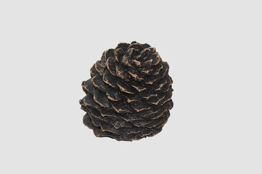 Pine Cones Medium